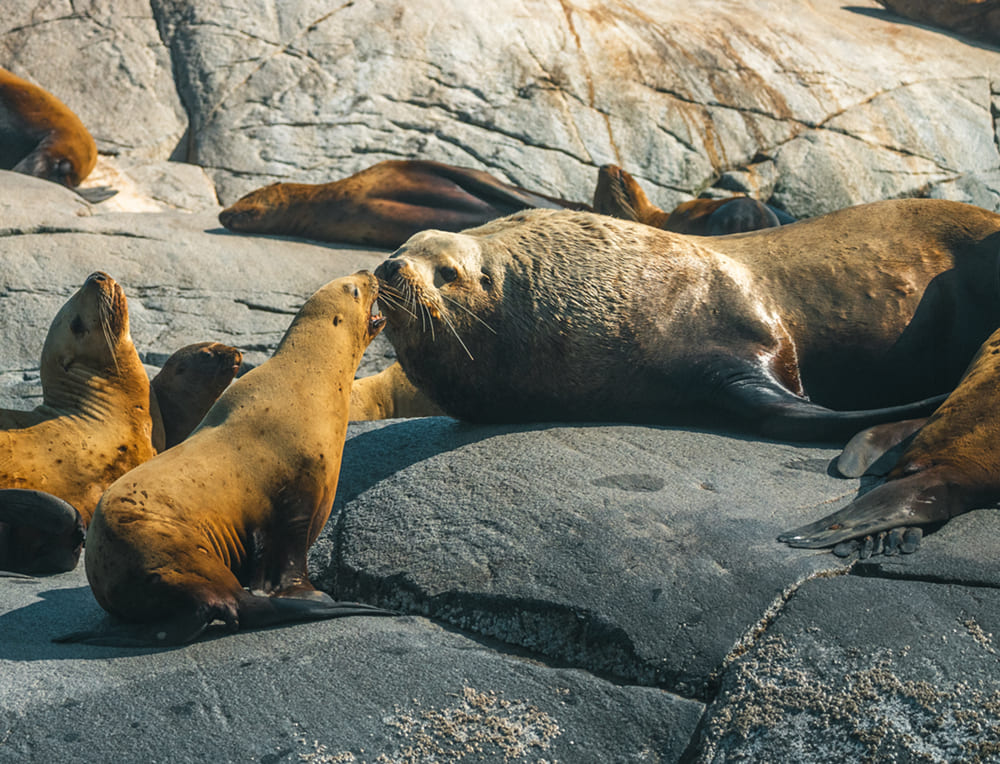 Seal lions on rocks